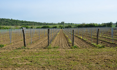 Fototapeta na wymiar vineyard part in spring at south moravian