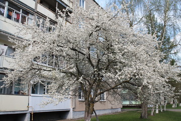 tree in white flowers