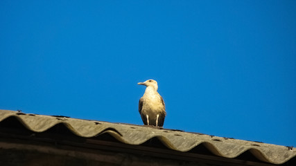 Seagull sits at the roof of the house