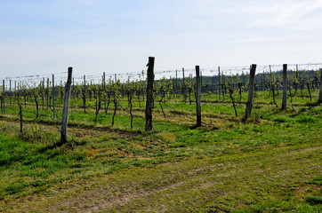 Fototapeta na wymiar part of vineyard in spring at south moravian