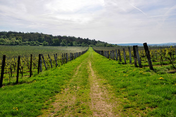 Fototapeta na wymiar big vineyard and wide walking route spring landscape