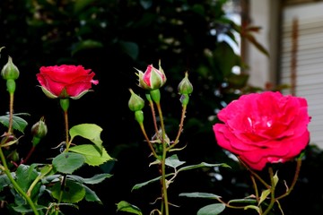 red roses in the garden