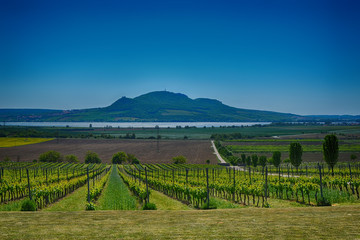 Naklejka premium vineyard near Palava protected Landscape Area