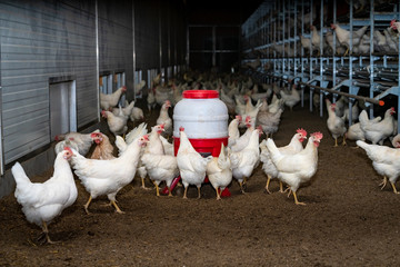 Weiße Hühner in einen Hühnerstall mit Eiablegeplätzen und Luken nach draußen