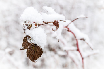 a sprig of plants under the snow