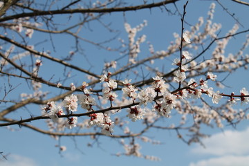branch of a tree in spring bloom