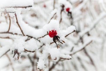 Red rosehip berries with hoar frost