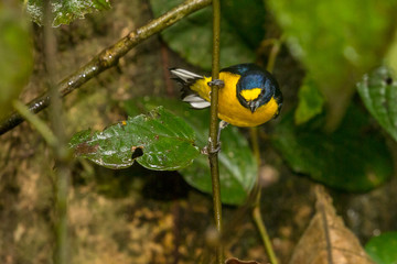 Scrub Euphonia (Euphonia affinis) perched on a branch, La Fortuna, Costa Rica