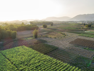 Aerial view of sugarcane plants growing at field