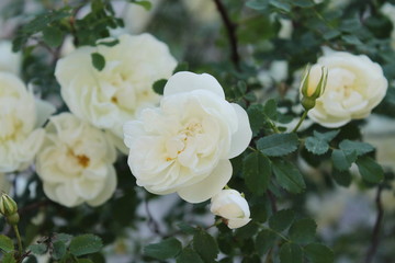bouquet of white flowers