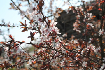 branch of cherry tree with flowers