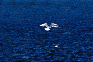 Rear view of a seagull flying on the blue sea