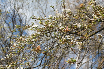 blooming apple tree in spring