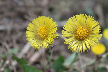 dandelion in grass