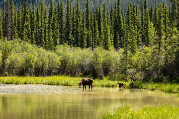 Female Moose with Calf along the Alaska Highway