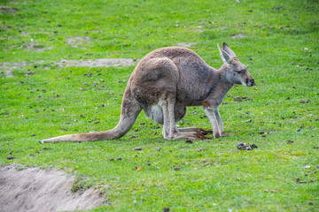 Red kangaroo (Macropus rufus) - the largest of all kangaroos