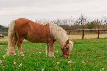 Little lovely shetland pony (beautiful miniature horse) on a farm eating fresh green grass