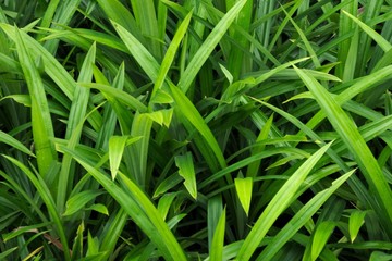 Lush, vivid green grass, close up detail. Useful as background.