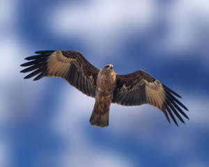 Brahminy Kite juvenile shot at Malacca Malaysia