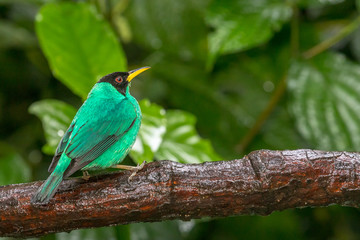 Green Honeycreeper (Chlorophanes spiza) on a branch in the rainforest near the Arenal volcano