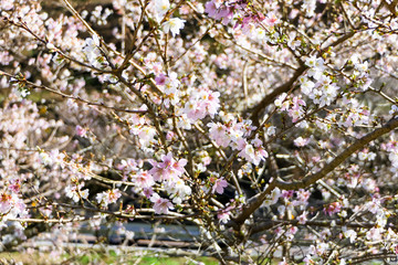 Beautiful view of Shikizakura Four-Season Cherry Blossom Trees at Obara Fureai Park, Toyota-City, Japan. Selected focus.