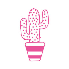 cute cactus in pot plant