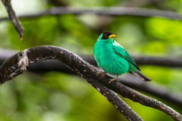 Green Honeycreeper (Chlorophanes spiza) on a branch in the rainforest near the Arenal volcano