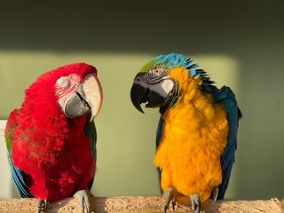 portrait of a macaw