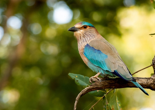 An Indian roller perched in Bandhavgarah National Park, India. The bird was formerly locally called the Blue Jay. It is a member of the roller family of birds.