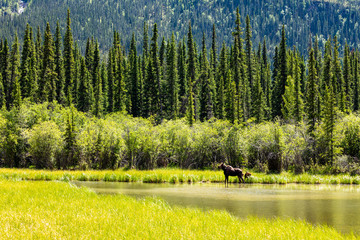 Female Moose with Calf along the Alaska Highway