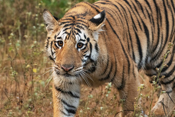 Close up of a Male tiger cub 
