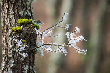 Cencellada en Espinosa de los Monteros 11