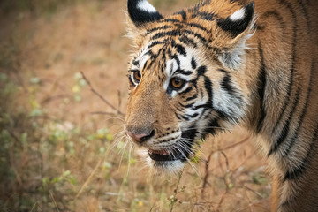 Fototapeta na wymiar Close up of a Male tiger cub 