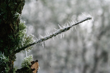 Cencellada en Espinosa de los Monteros 6