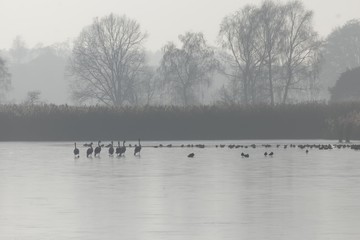 Foggy landscape with a frozen lake with swans and trees in the Mohrhof area, Southern Germany.
