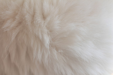 Obraz premium white fur background