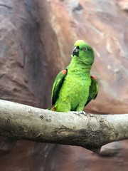 yellow crowned amazon green parrot