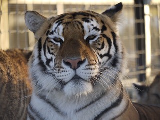portrait of a tiger