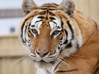 bengal tiger
