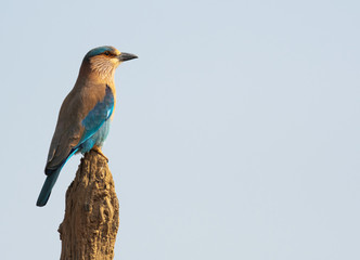 An Indian roller perched in Bandhavgarah National Park, India. The bird was formerly locally called the Blue Jay. It is a member of the roller family of birds.