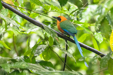 Rufous Motmot (Rufous Motmot) seen in the rainforest near La Fortuna, Costa Rica