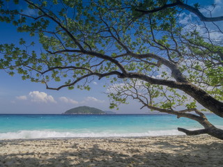 view seaside of mangrove tree branches on white sand beach with small island and cloudy sky background, Similan island, Mu Ko Similan National Park, Phang Nga, southern of Thailand.