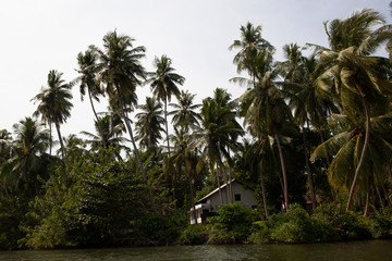 palm trees on the beach