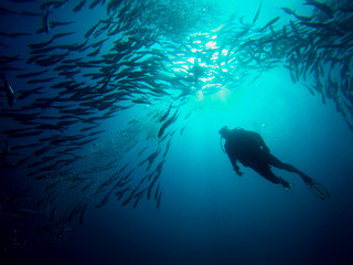 Simming through a school of jack fish while Scuba diving at Sipadan Borneo