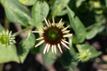 Abstract background with blooming echinacea purpurea flower in t