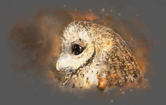 Watercolor drawing of the owl's head in profile with big eyes in brown tones on a gray sheet of paper