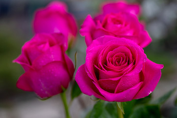 Pink rose bud blooming in the garden. Beautiful flowers outdoors. 