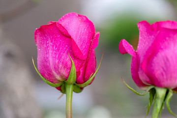 Pink rose bud blooming in the garden. Beautiful flowers outdoors. 
