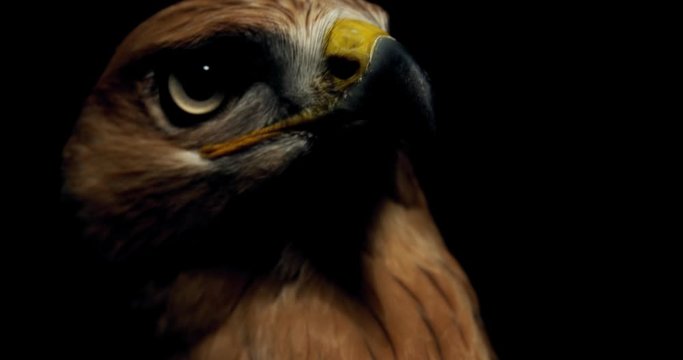 Hawk with big eyes and yellow open beak is looking around, 4k