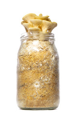 Glasses container with golden oyster mushrooms, fungiculture at home, isolated